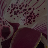 ROSEWATER OBSCURA PERFUME TINCTURE