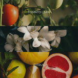 MIDSUMMER NIGHT - WAX MELT SET