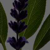 PATCHOULI PSALM TINCTURE